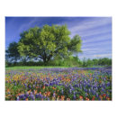 Search for bluebonnets art Paintbrush