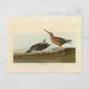 Search for snipe Illustration