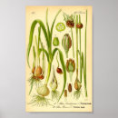 Search for allium posters Botanical