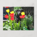 Search for funny german postcards Gsd