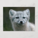 Search for kit postcards Animal