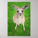 Search for joey kangaroo posters Wildlife
