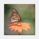 Search for entomology magnets Wildlife
