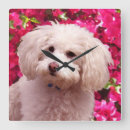 Search for pink poodle art Dogs