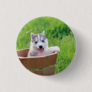 Search for siberian husky badges Puppy