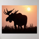 Search for herbivorous posters Environment
