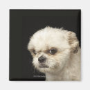 Search for brown eye magnets Dogs