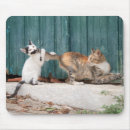 Search for cat tail mousepads Kitten