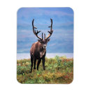 Search for carib magnets Rangifer tarandus