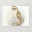 Search for barn owl postcards Vintage