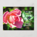 Search for single rose postcards Flower
