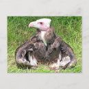 Search for griffon postcards Animals