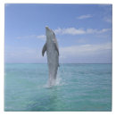 Search for common dolphin Travel destinations