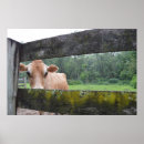 Search for dairy cow posters Barn