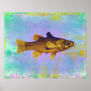 Search for freshwater fish posters Fisherman