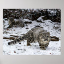Search for stalking posters Leopard