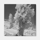 Search for infrared magnets Artistic