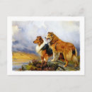 Search for collies postcards Animals