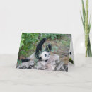 Search for panda cards Zoo animal