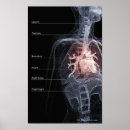 Search for organ system posters Human