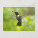 Search for ruby throat postcards Photograph