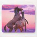 Search for stallions Wild