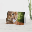 Search for courage cards Wildlife