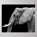 Search for black and white elephant posters African