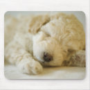 Search for lying on front Animal body part