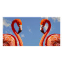Search for pairs posters Birds