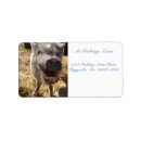 Search for happy pig return address labels Pigs
