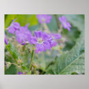 Search for geraniums posters Botanical