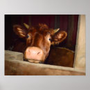 Search for funny cow posters Rustic