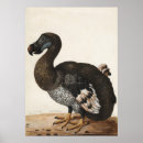 Search for dodo bird art Illustration