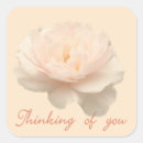 Search for rose bush stickers Roses