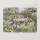 Search for richard doyle postcards Ephemera