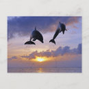 Search for jumping dolphin postcards Animal