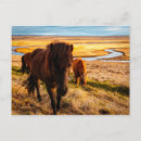 Search for equine image postcards Farm