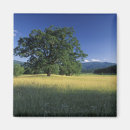 Search for smokey mountain magnets Adam jones