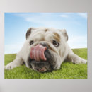 Search for lying posters Dog