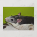 Search for rat lovers postcards Rodent