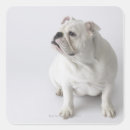 Search for white bulldog stickers Animals