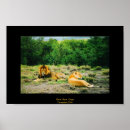 Search for lion and lioness posters Lions