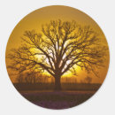 Search for bur Oak
