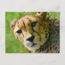 Search for african animal postcards Big cat