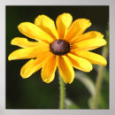 Search for rudbeckia posters Garden