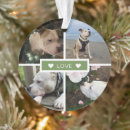 Search for pet supplies Modern