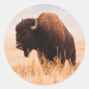 Search for american bison stickers Brown