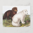 Search for lagopus postcards Wildlife