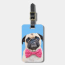 Search for wear accessories Dog